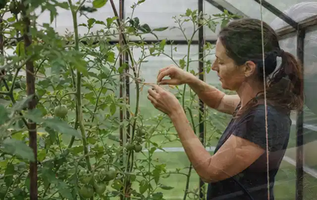 Person bindet junge Tomatentriebe in einem privaten Gewächshaus vorsichtig an; Thema Mangold, Schwerpunkt Boden; Kontrolle.