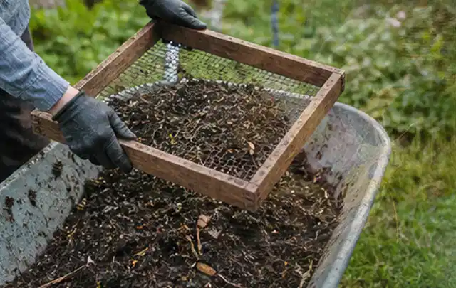 Behandschuhte Hände sieben reifen Kompost über einer Gartenschubkarre; Thema Mangold, Schwerpunkt Ernteprobleme; Ausgangslage.