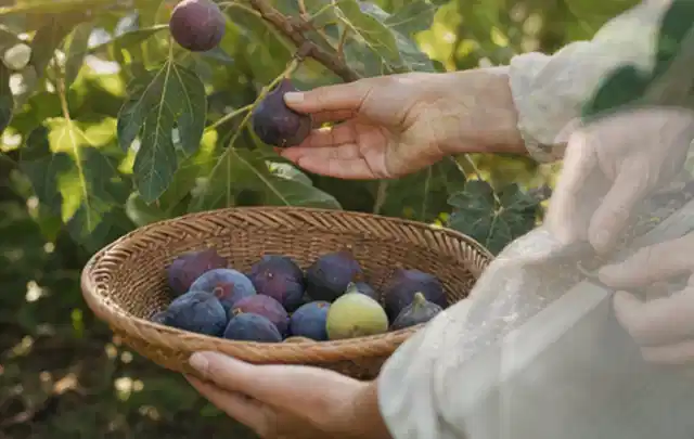 Hand pflückt eine reife Feige über einem flachen Korb mit Früchten; Thema Mangold, Schwerpunkt Fehlerhilfe; Kontrolle.