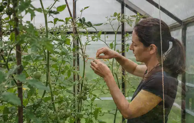 Person bindet junge Tomatentriebe in einem privaten Gewächshaus vorsichtig an; Thema Mangold, Schwerpunkt Gemüse; Umsetzung.