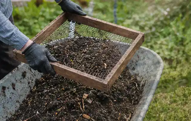 Behandschuhte Hände sieben reifen Kompost über einer Gartenschubkarre; Thema Mangold, Schwerpunkt Gemüse; Kontrolle.