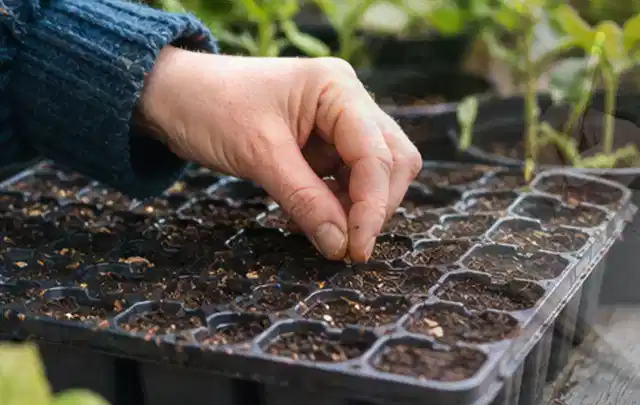 Hand legt einzelne Samen in vorbereitete Anzuchtschalen mit lockerer Erde; Thema Mangold, Schwerpunkt Gesundheit; Umsetzung.