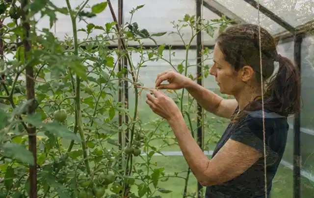 Person bindet junge Tomatentriebe in einem privaten Gewächshaus vorsichtig an; Thema Mangold, Schwerpunkt Gesundheit; Ergebnis.