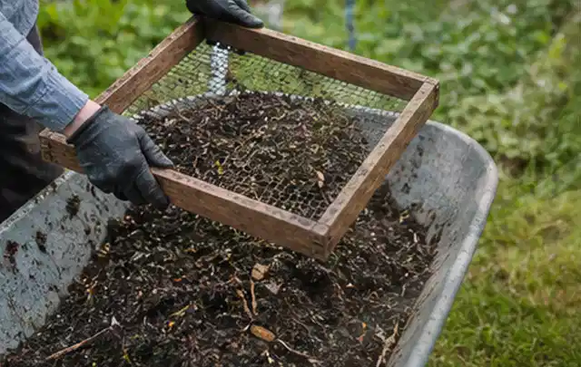 Behandschuhte Hände sieben reifen Kompost über einer Gartenschubkarre; Thema Mangold, Schwerpunkt Gewächshaus; Umsetzung.