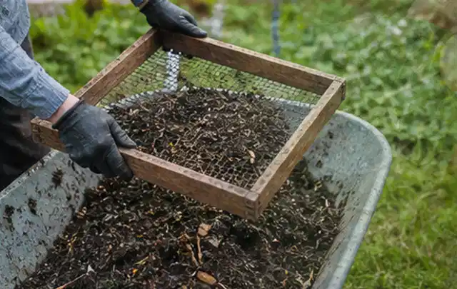 Behandschuhte Hände sieben reifen Kompost über einer Gartenschubkarre; Thema Mangold, Schwerpunkt Lagerung; Kontrolle.