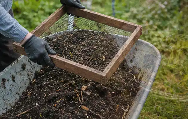 Behandschuhte Hände sieben reifen Kompost über einer Gartenschubkarre; Thema Mangold, Schwerpunkt Pflanzenschutz; Ergebnis.