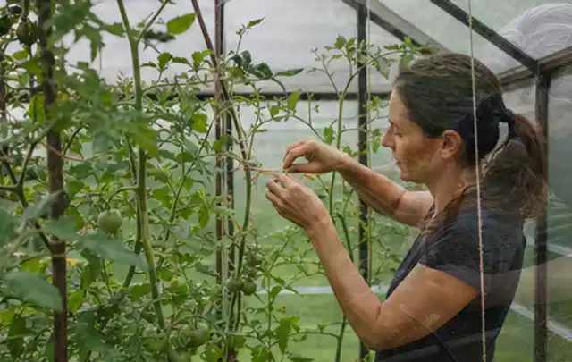 Person bindet junge Tomatentriebe in einem privaten Gewächshaus vorsichtig an; Thema Mangold, Schwerpunkt Pflanzung; Ausgangslage.