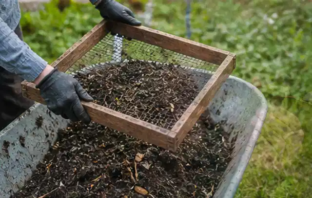 Behandschuhte Hände sieben reifen Kompost über einer Gartenschubkarre; Thema Mangold, Schwerpunkt Pflanzung; Praxisalltag.