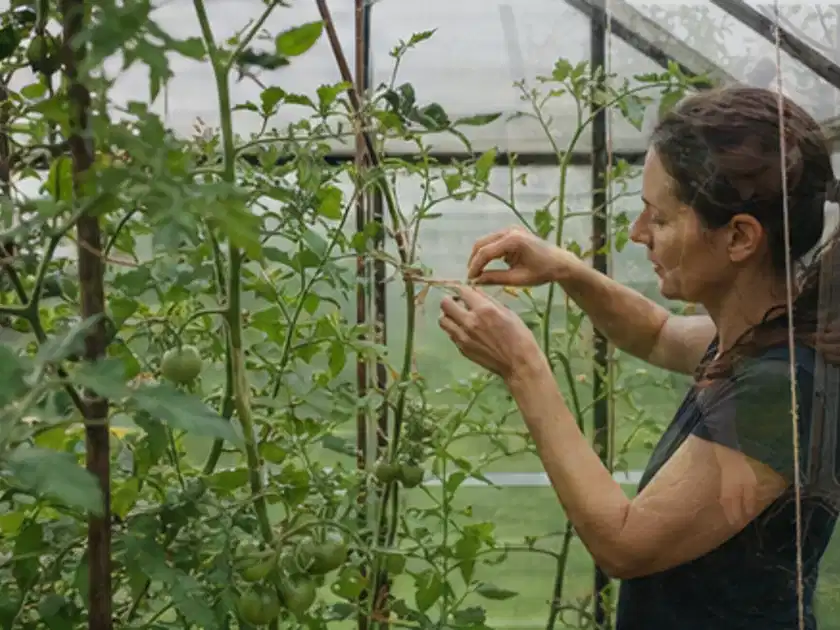 Person bindet junge Tomatentriebe in einem privaten Gewächshaus vorsichtig an; Thema Mangold, Schwerpunkt Schnitt; Titelbild.