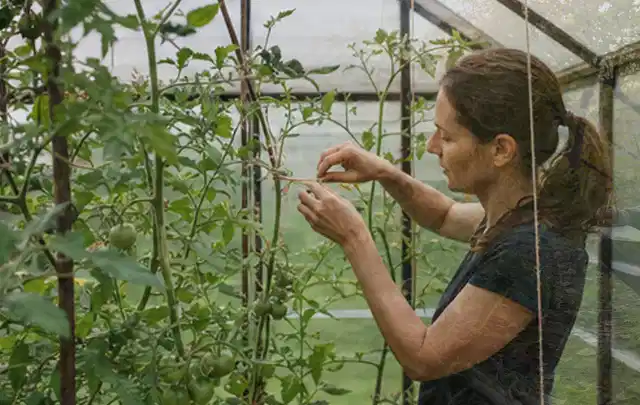 Person bindet junge Tomatentriebe in einem privaten Gewächshaus vorsichtig an; Thema Mangold, Schwerpunkt Sortenwahl; Umsetzung.
