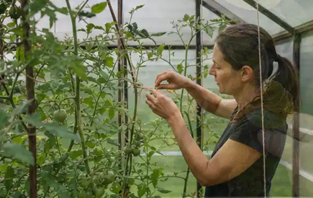 Person bindet junge Tomatentriebe in einem privaten Gewächshaus vorsichtig an; Thema Mangold, Schwerpunkt Standort; Praxisalltag.