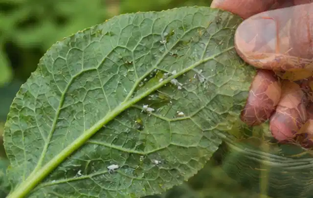 Hand hält ein Blatt mit kleinen hellen Schädlingen auf der Unterseite; Thema Maulwürfe, Schwerpunkt Bestimmung; Ausgangslage.