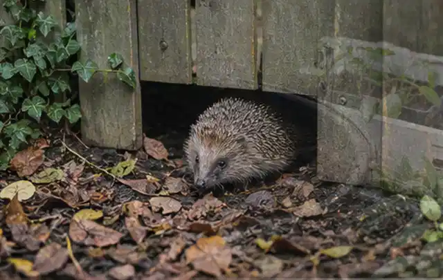 Igel nutzt einen bodennahen Durchgang unter einem hölzernen Gartenzaun; Thema Maulwürfe, Schwerpunkt Bestimmung; Umsetzung.