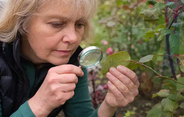 Person untersucht Blätter im Garten auf Schädlinge und Krankheitssymptome; Thema Maulwürfe, Schwerpunkt Biologie; Ergebnis.