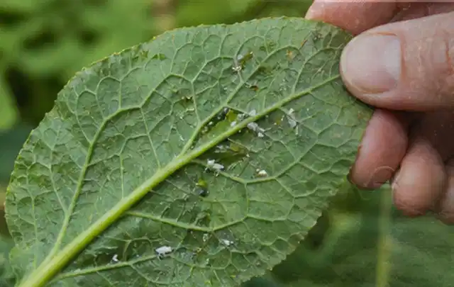 Hand hält ein Blatt mit kleinen hellen Schädlingen auf der Unterseite; Thema Maulwürfe, Schwerpunkt Fehlerhilfe; Ausgangslage.