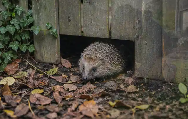 Igel nutzt einen bodennahen Durchgang unter einem hölzernen Gartenzaun; Thema Maulwürfe, Schwerpunkt Fehlerhilfe; Umsetzung.