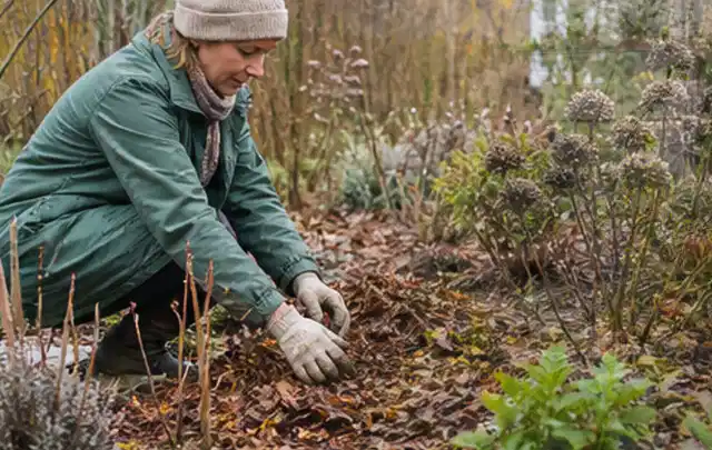Person verteilt eine schützende Mulchschicht zwischen winterlichen Stauden; Thema Maulwürfe, Schwerpunkt Fehlerhilfe; Praxisalltag.