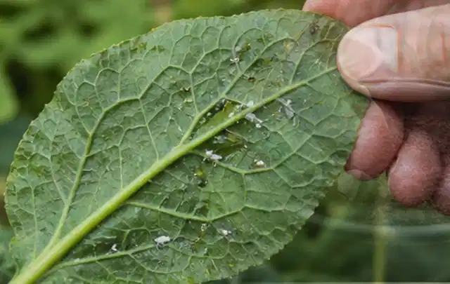 Hand hält ein Blatt mit kleinen hellen Schädlingen auf der Unterseite; Thema Maulwürfe, Schwerpunkt Saison; Ergebnis.