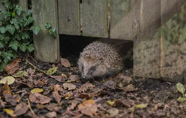 Igel nutzt einen bodennahen Durchgang unter einem hölzernen Gartenzaun; Thema Maulwürfe, Schwerpunkt Saison; Praxisalltag.