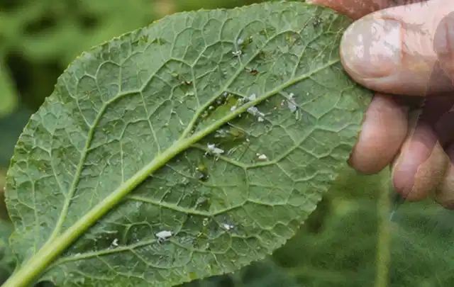 Hand hält ein Blatt mit kleinen hellen Schädlingen auf der Unterseite; Thema Maulwürfe, Schwerpunkt Schadbild; Umsetzung.