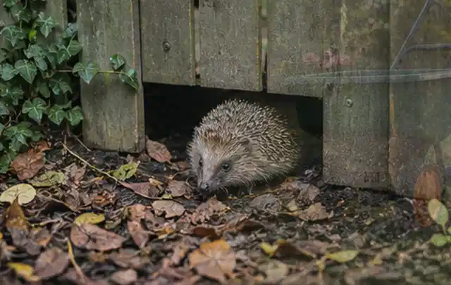 Igel nutzt einen bodennahen Durchgang unter einem hölzernen Gartenzaun; Thema Maulwürfe, Schwerpunkt Schadbild; Praxisalltag.