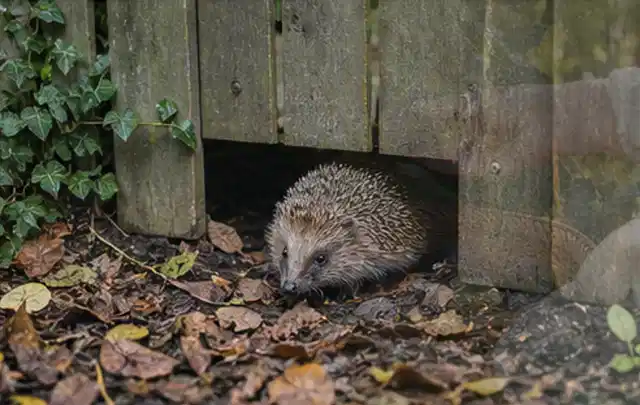 Igel nutzt einen bodennahen Durchgang unter einem hölzernen Gartenzaun; Thema Maulwürfe, Schwerpunkt Schädlinge Krankheiten; Ausgangslage.