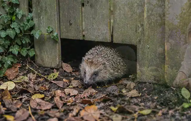 Igel nutzt einen bodennahen Durchgang unter einem hölzernen Gartenzaun; Thema Maulwürfe, Schwerpunkt Soforthilfe; Praxisalltag.