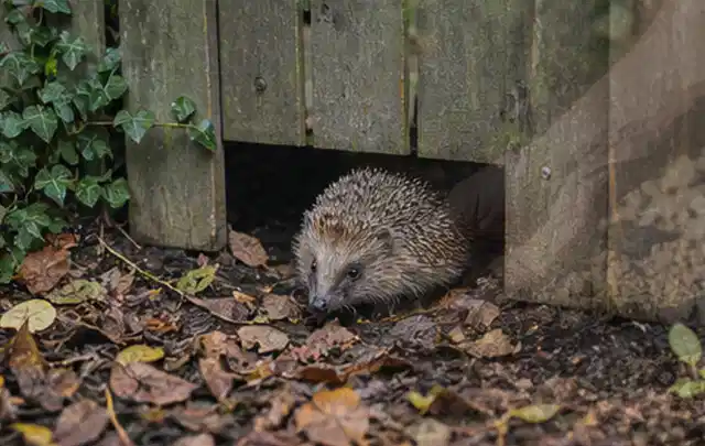 Igel nutzt einen bodennahen Durchgang unter einem hölzernen Gartenzaun; Thema Maulwürfe, Schwerpunkt Ursachen; Ausgangslage.
