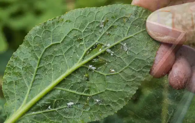 Hand hält ein Blatt mit kleinen hellen Schädlingen auf der Unterseite; Thema Maulwürfe, Schwerpunkt Ursachen; Praxisalltag.