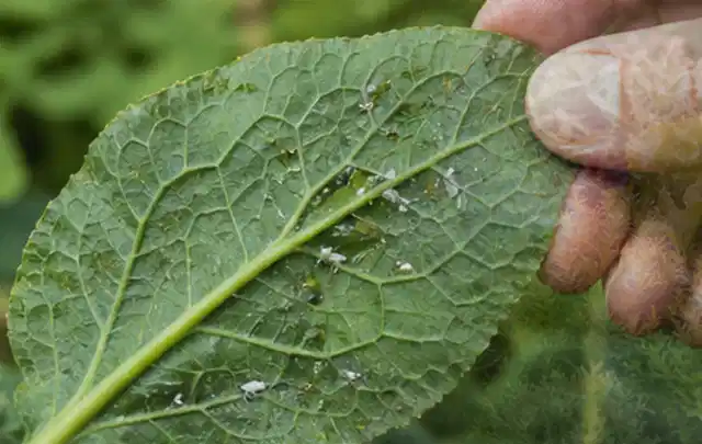 Hand hält ein Blatt mit kleinen hellen Schädlingen auf der Unterseite; Thema Maulwürfe, Schwerpunkt Vorbeugung; Umsetzung.