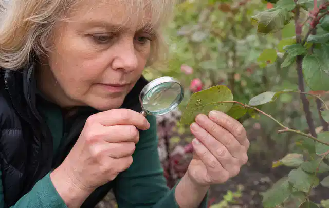 Person untersucht Blätter im Garten auf Schädlinge und Krankheitssymptome; Thema Mehltau, Schwerpunkt Bestimmung; Ausgangslage.