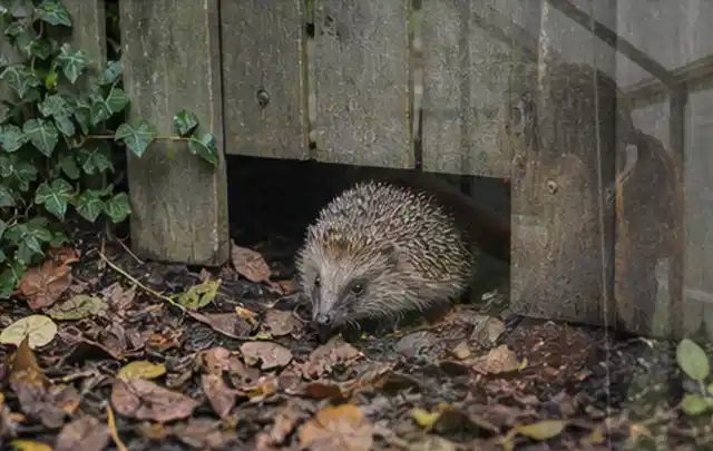 Igel nutzt einen bodennahen Durchgang unter einem hölzernen Gartenzaun; Thema Mehltau, Schwerpunkt Bestimmung; Umsetzung.
