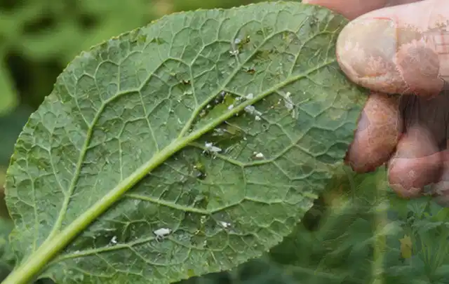 Hand hält ein Blatt mit kleinen hellen Schädlingen auf der Unterseite; Thema Mehltau, Schwerpunkt Bestimmung; Ergebnis.