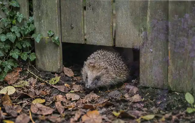 Igel nutzt einen bodennahen Durchgang unter einem hölzernen Gartenzaun; Thema Mehltau, Schwerpunkt Biologie; Ausgangslage.