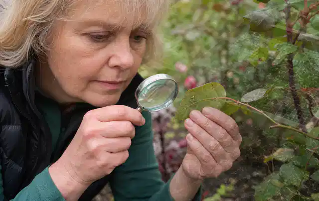 Person untersucht Blätter im Garten auf Schädlinge und Krankheitssymptome; Thema Mehltau, Schwerpunkt Biologie; Kontrolle.
