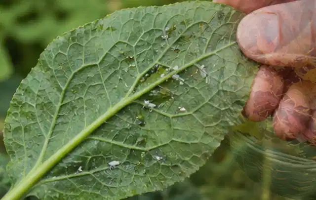 Hand hält ein Blatt mit kleinen hellen Schädlingen auf der Unterseite; Thema Mehltau, Schwerpunkt Biologie; Praxisalltag.