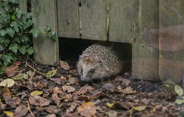 Igel nutzt einen bodennahen Durchgang unter einem hölzernen Gartenzaun; Thema Mehltau, Schwerpunkt Fehlerhilfe; Ausgangslage.