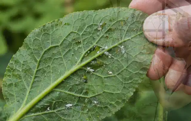 Hand hält ein Blatt mit kleinen hellen Schädlingen auf der Unterseite; Thema Mehltau, Schwerpunkt Fehlerhilfe; Umsetzung.