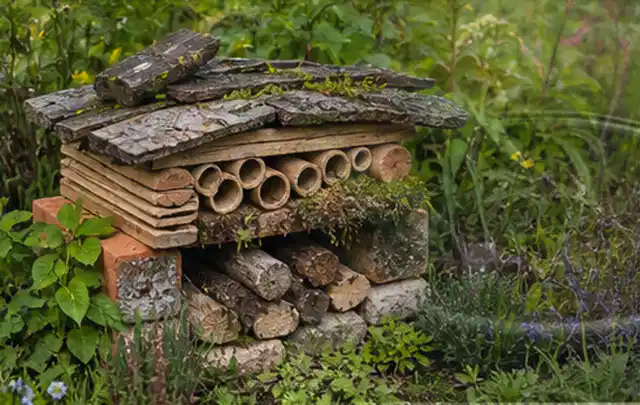 Naturnaher Unterschlupf aus Holz Rinde und Pflanzenstängeln im Garten; Thema Mehltau, Schwerpunkt Gewächshaus; Ausgangslage.
