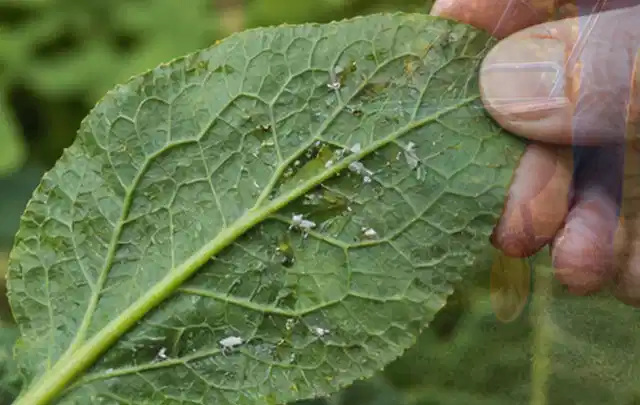 Hand hält ein Blatt mit kleinen hellen Schädlingen auf der Unterseite; Thema Mehltau, Schwerpunkt Gewächshaus; Umsetzung.