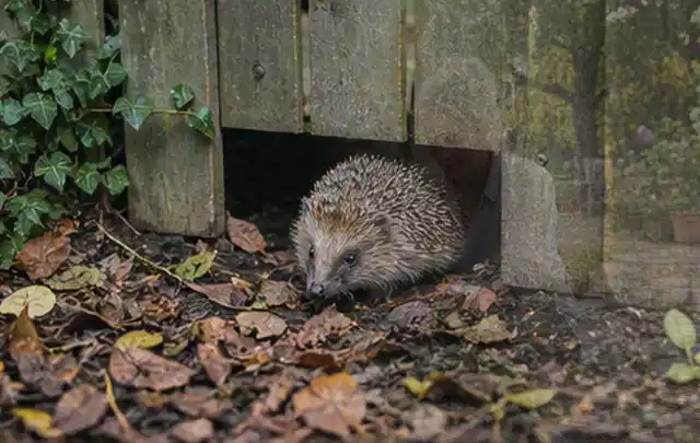 Igel nutzt einen bodennahen Durchgang unter einem hölzernen Gartenzaun; Thema Mehltau, Schwerpunkt Gewächshaus; Ergebnis.