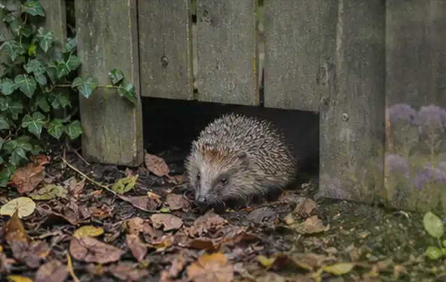 Igel nutzt einen bodennahen Durchgang unter einem hölzernen Gartenzaun; Thema Mehltau, Schwerpunkt Giftfreie Hilfe; Ausgangslage.