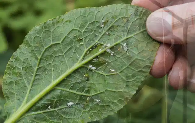 Hand hält ein Blatt mit kleinen hellen Schädlingen auf der Unterseite; Thema Mehltau, Schwerpunkt Giftfreie Hilfe; Praxisalltag.