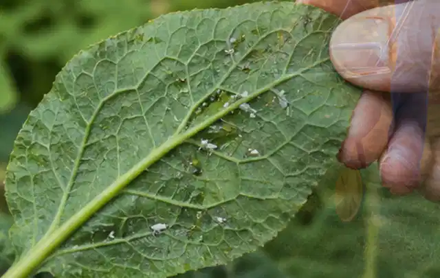 Hand hält ein Blatt mit kleinen hellen Schädlingen auf der Unterseite; Thema Mehltau, Schwerpunkt Hausmittel; Ausgangslage.