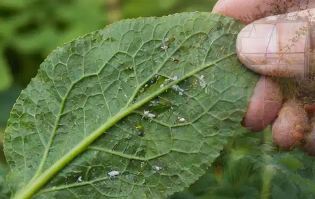 Hand hält ein Blatt mit kleinen hellen Schädlingen auf der Unterseite; Thema Mehltau, Schwerpunkt Natürliche Bekämpfung; Ergebnis.