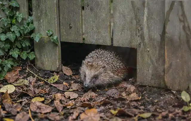 Igel nutzt einen bodennahen Durchgang unter einem hölzernen Gartenzaun; Thema Mehltau, Schwerpunkt Natürliche Bekämpfung; Praxisalltag.