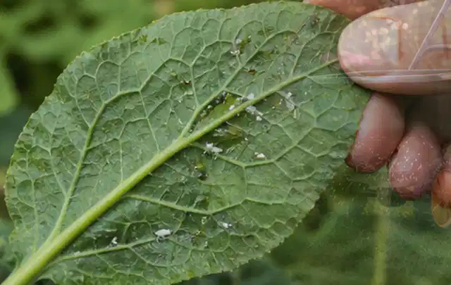 Hand hält ein Blatt mit kleinen hellen Schädlingen auf der Unterseite; Thema Mehltau, Schwerpunkt Pflanzenhilfe; Ergebnis.