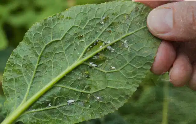 Hand hält ein Blatt mit kleinen hellen Schädlingen auf der Unterseite; Thema Mehltau, Schwerpunkt Saison; Ausgangslage.