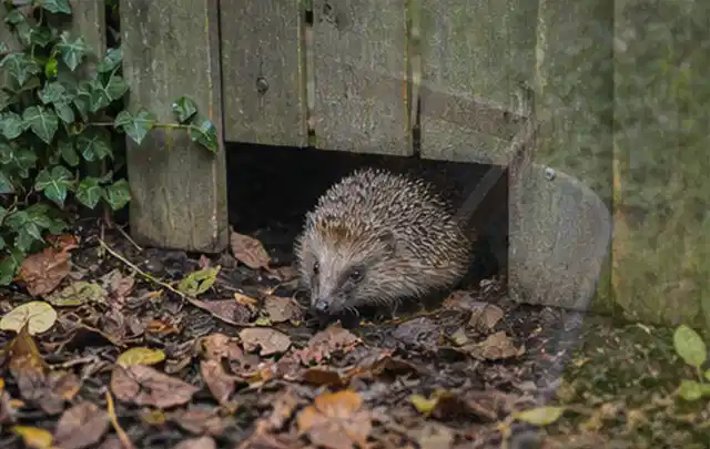 Igel nutzt einen bodennahen Durchgang unter einem hölzernen Gartenzaun; Thema Mehltau, Schwerpunkt Saison; Umsetzung.