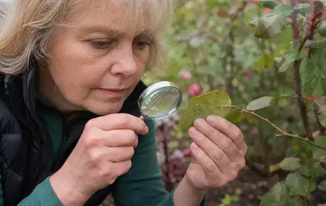 Person untersucht Blätter im Garten auf Schädlinge und Krankheitssymptome; Thema Mehltau, Schwerpunkt Saison; Ergebnis.